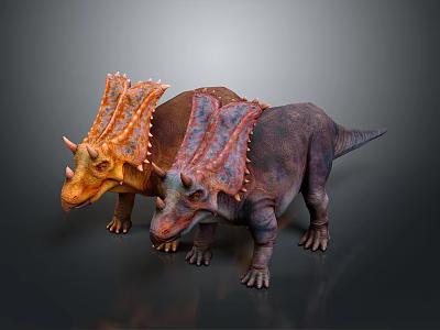 Two Vibrant Triceratops Dinosaurs With Colorful Frills And Textured Skin 3d model