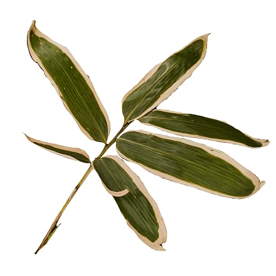 Hanging Basket Plants with Green and White Edged Leaves for Indoor Decoration 3d model Hanging Basket Plants with Green and White Edged Leaves for Indoor Decoration 3d model