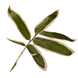 leaf green plant 3d model