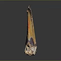 Animal Claws With Yellow And Purple Natural Texture On Dark Background