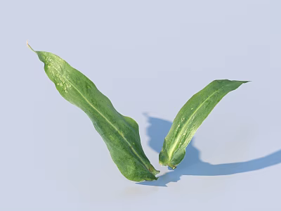 Fresh Green Long Leaves Arranged On Light Blue Background With Soft Shadows 3d model