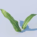 Fresh Green Long Leaves Arranged On Light Blue Background With Soft Shadows 3d model