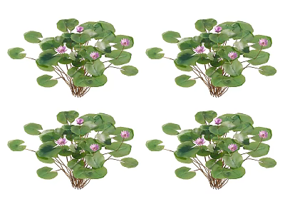 Aquatic Plants With Green Leaves And Pink Flowers For Water Decoration 3d model