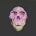 Detailed Anatomical Skull Organ Model Featuring White Smooth Surface And Structure