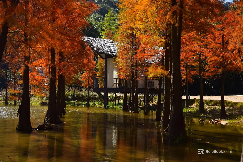 Autumn Metasequoia Forest With Orange Red Leaves And Cabin Reflection In Water 3d model 