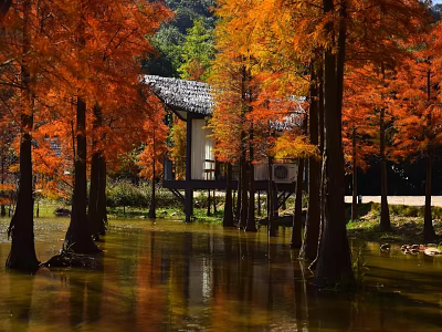 Autumn Metasequoia Forest With Orange Red Leaves And Cabin Reflection In Water 3d model