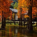 Autumn Metasequoia Forest With Orange Red Leaves And Cabin Reflection In Water