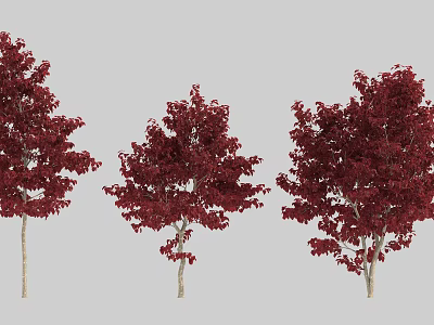 Three Red Leaf Arbor Trees With Lush Vibrant Foliage In Garden Landscape 3d model