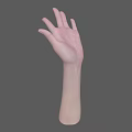 Detailed 3D Rendering of Human Hands and Arms Anatomical Structure