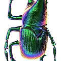 Decorative Ornament Set of Iridescent Metallic Stag Beetle Figurines for Home Decor Accent