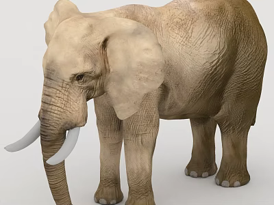 Gray African Elephant With Long Ivory Tusks And Wrinkled Skin Standing Tall 3d model