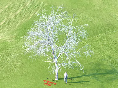 Tranquil Garden Landscape With White Tree Green Lawn And Standing Person 3d model