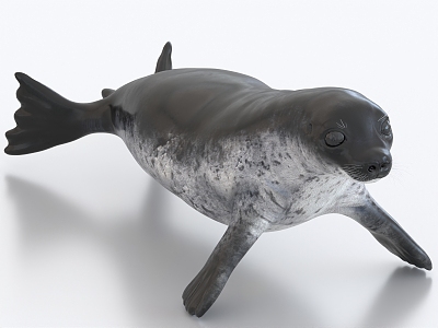 sea lion seal animal model