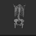 Chest Organs 3D Skeletal Model Showing Rib Cage And Spine Structure