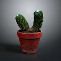 Green Spiky Cactus Plant in Red Terracotta Pot with Two Branches on Dark Background