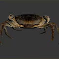 Dark Brown Crab With Prominent Claws And Extended Legs On Gray Surface