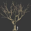 Tall Leafless Tree With Thick Trunk And Many Branches Near Small White Figure