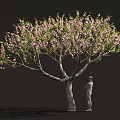Lush Blooming Tree with Abundant Pink Blossoms and Person Standing Beside