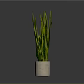 Green and Yellow Striped Leaves Plant in Beige Ceramic Pot on Dark Background