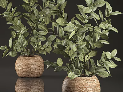 Decorative Ornament Set With Woven Pots And Green Leafy Foliage Plants 3d model