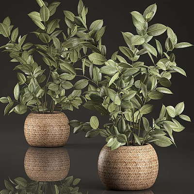 Decorative Ornament Set With Woven Pots And Green Leafy Foliage Plants 3d model