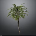 Tall Green Palm Tree With Brown Trunk And Lush Foliage In Studio Setting