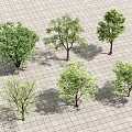 Various Arbor Trees With Different Sizes And Foliage On Grid Pattern Ground 3d model