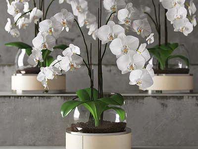 White Orchid Bonsai Potted Plants In Transparent Glass Vase With Green Leaves And Round Base 3d model