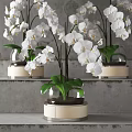 White Orchid Bonsai Potted Plants In Transparent Glass Vase With Green Leaves And Round Base