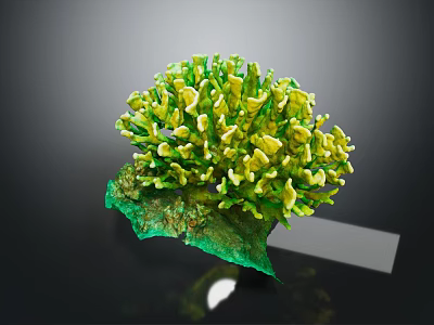 Vibrant Green and Yellow Coral with Green Base and White Tag 3d model