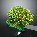 Vibrant Green and Yellow Coral with Green Base and White Tag