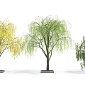 Different Colored Weeping Willow Trees With Weeping Branches Planted In Square Pots