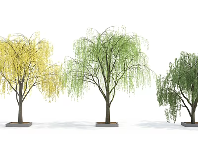 Different Colored Weeping Willow Trees With Weeping Branches Planted In Square Pots 3d model