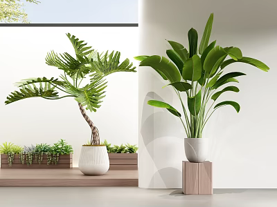 Indoor Decorative Large Potted Plants With Green Leaves In White Pots On Wooden Stands 3d model
