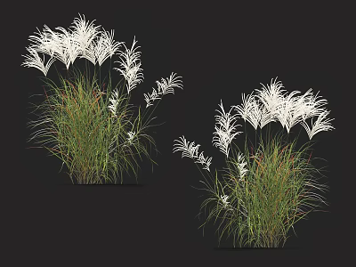 Ornamental Grass With White Plumes And Green Foliage Isolated On Black Background 3d model