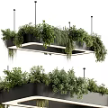 Hanging Basket Plants With Lush Green Foliage And Modern Hanging Design