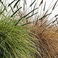 Beautiful Ornamental Grass Varieties in Various Colors Arranged in a Row for Garden Decoration