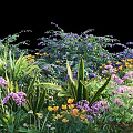 Vibrant Shrub Garden With Purple Flowers Yellow Blooms And Lush Green Foliage
