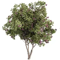 Lush Flowering Arbor With Green Leaves And Purple Blossoms In Garden Setting