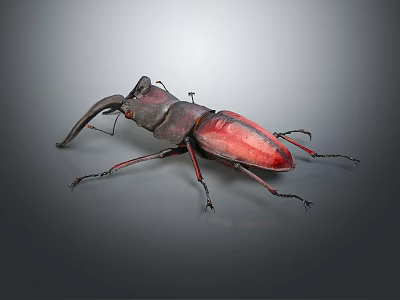 Detailed Close Up View Of Red And Black Reptile Lizard With Unique Body Structure On Gray Surface 3d model