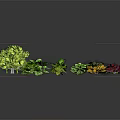 Various Vibrant Decorative Plants Featuring Green Yellow Red Leaves And Different Shapes Sizes