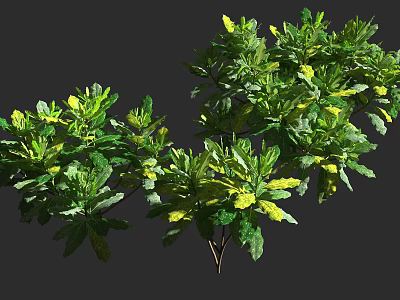 Lush Green and Yellow Leaf Shrubs with Dense Foliage and Branchy Growth 3d model