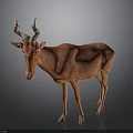 Realistic Reddish Brown Antelope With Curved Horns Standing On Dark Background
