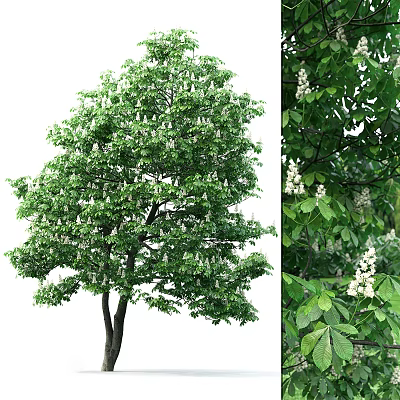 Lush Deciduous Arbor With Dense Green Leaves And White Blossoms In Full Bloom 3d model