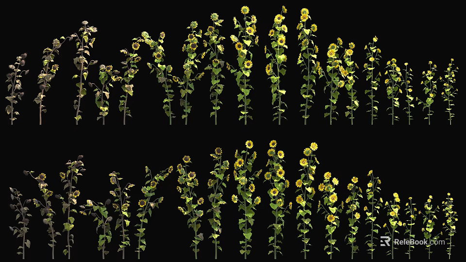 Yellow Flowering Plants With Green Stems Arranged Against Black Background 3d model 