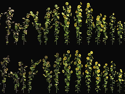 Yellow Flowering Plants With Green Stems Arranged Against Black Background 3d model