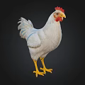 White Chicken with Red Comb Yellow Legs and Detailed Feathers