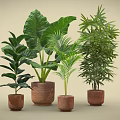 Bonsai Potted Plants with Various Green Leaves in Terracotta Pots for Indoor Decorative
