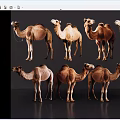 Eight Camels In Various Postures And Brown Shades On Grey Reflective Floor Background