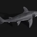 Grey Shark With Open Mouth Sharp Teeth And Strong Fins On Dark Background